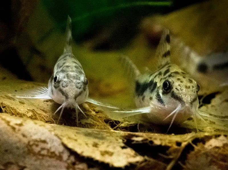 Two Salt and Pepper Corydoras fish with spotted bodies facing forward in an aquarium