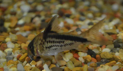 A Loxozonus corydoras fish with a prominent black stripe rests on colorful gravel