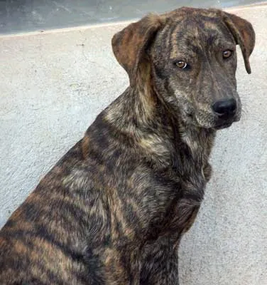 Brindle Mountain Cur dog with floppy ears sits looking at the camera