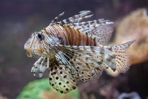 A Volitan Lionfish with red and white stripes and fan like fins swims in an aquarium