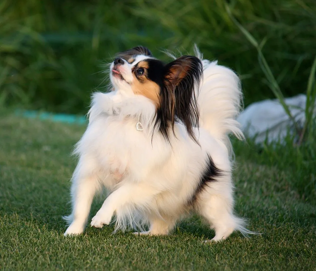Tricolor Papillon dog with butterfly ears stands on green grass looking up