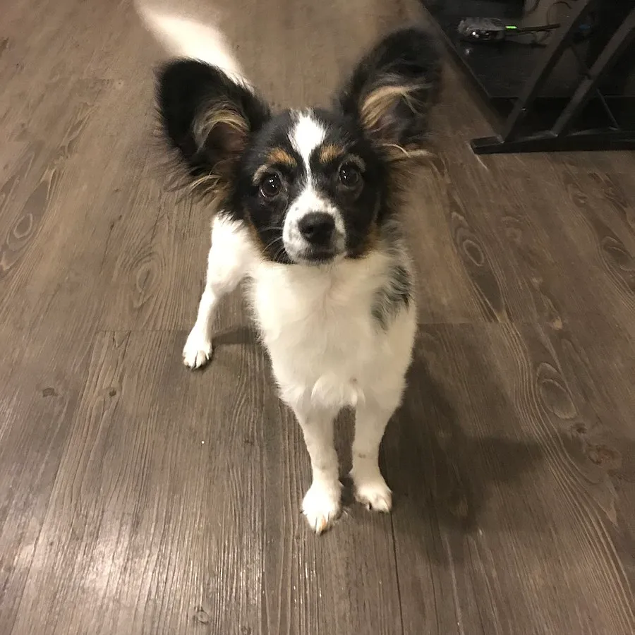 Tricolor Papillon dog with large erect ears stands on a wooden floor looking up
