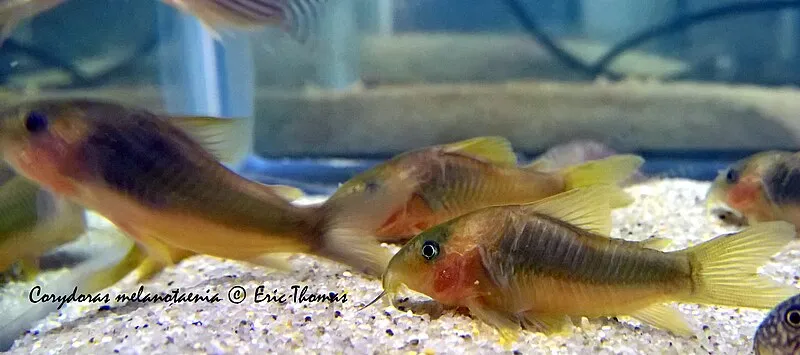 Several green gold corydoras catfish with metallic bodies resting on a sandy substrate