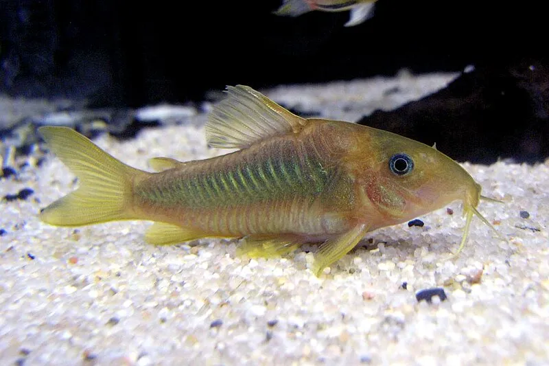 A Green Gold Corydoras catfish with a shimmering green and gold body on sand