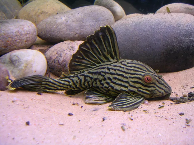 Royal Pleco with striped body and red eyes resting on sandy riverbed near rocks