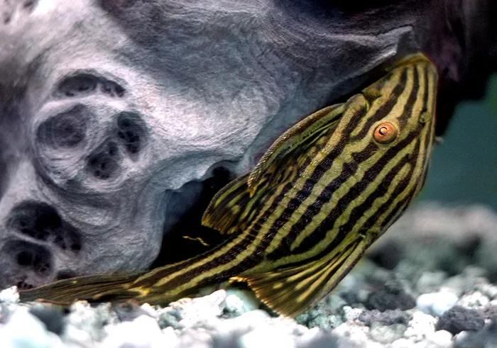 Green Terror Cichlid with dark vertical stripes swimming in dimly lit aquarium