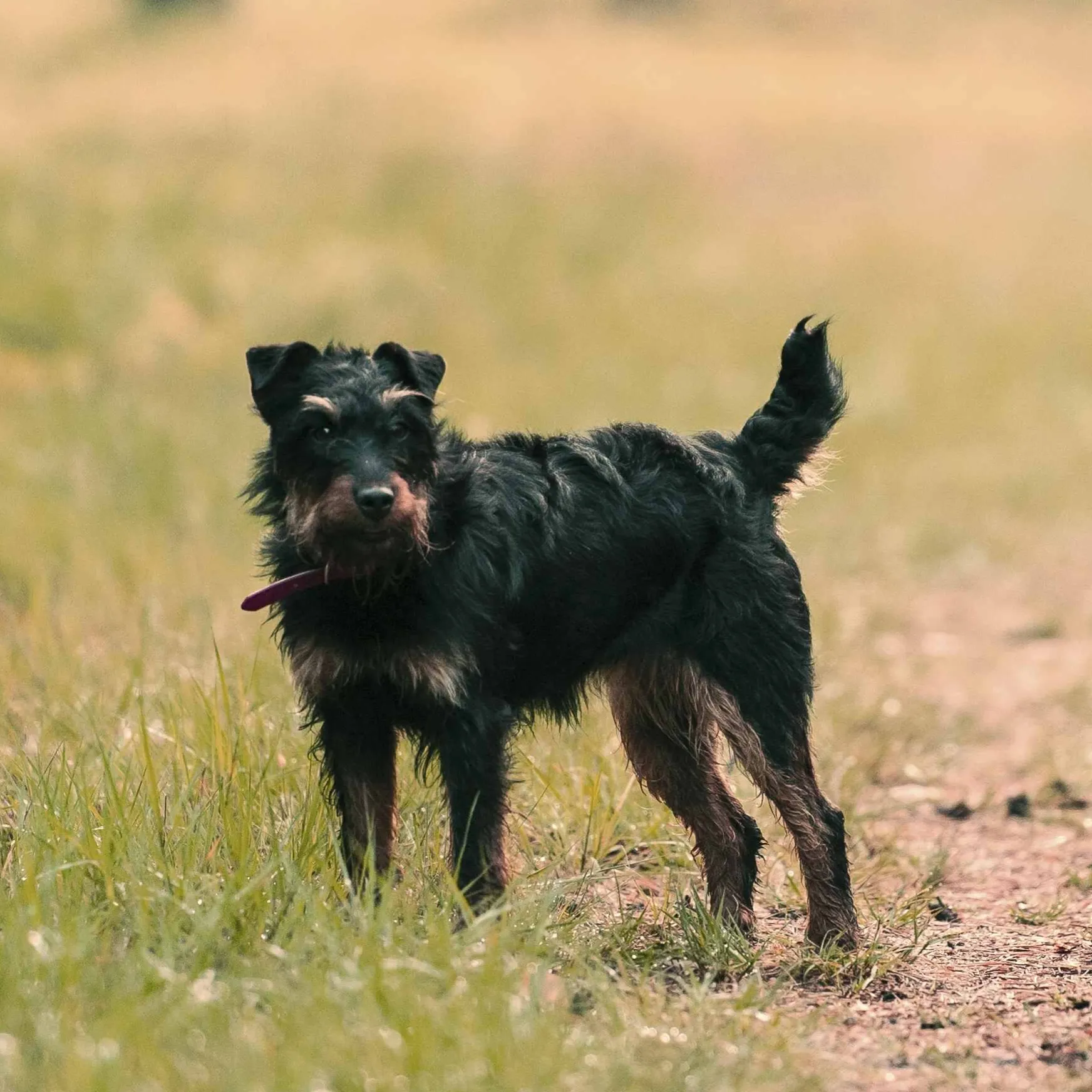 Wiry black and tan Jagdterrier with erect ears stands on grass and dirt