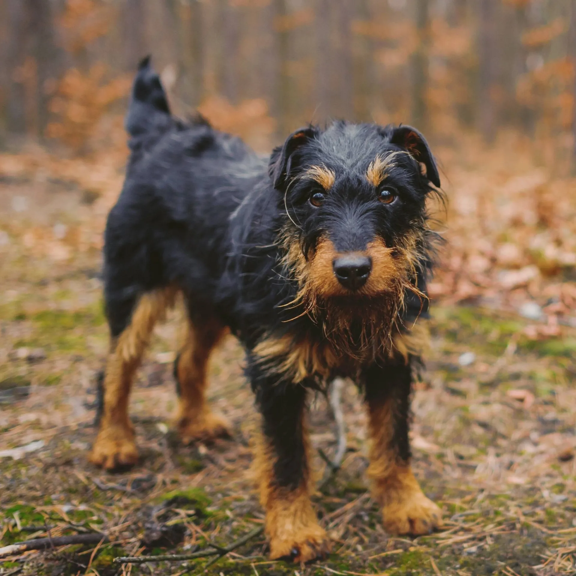 Wiry black and tan Jagdterrier with erect ears stands on leaf covered ground looking forward