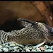 Schwartzs Corydoras catfish moving across blue gravel in aquarium setup