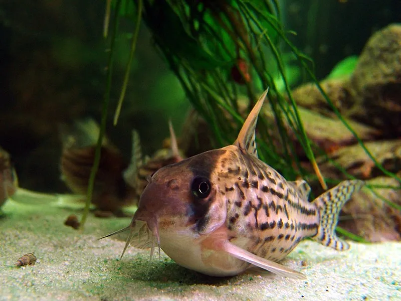 Schwartzs Corydoras catfish resting on sand near plants in freshwater aquarium