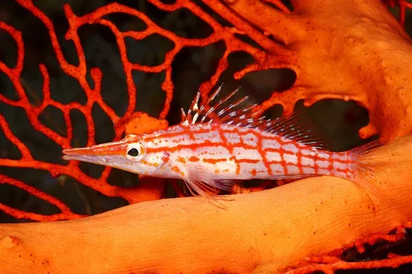 A red and white checkered Long Nose Hawkfish resting on an orange sea fan coral