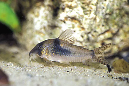 A Northern Longnose Corydoras catfish with a dark stripe rests on the sandy bottom of an aquarium