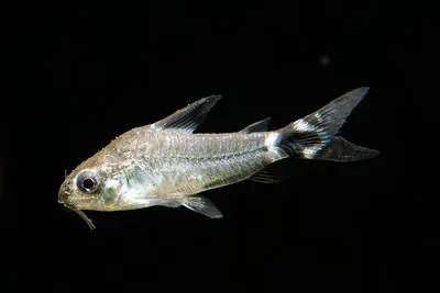 A dwarf corydoras catfish with a black and white tail on a black background