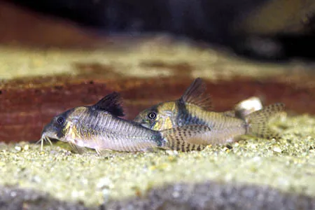 wo Northern Longnose Corydoras catfish with dark fins rest on sandy aquarium substrate