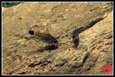 Two dwarf corydoras catfish on a rocky surface in an aquarium