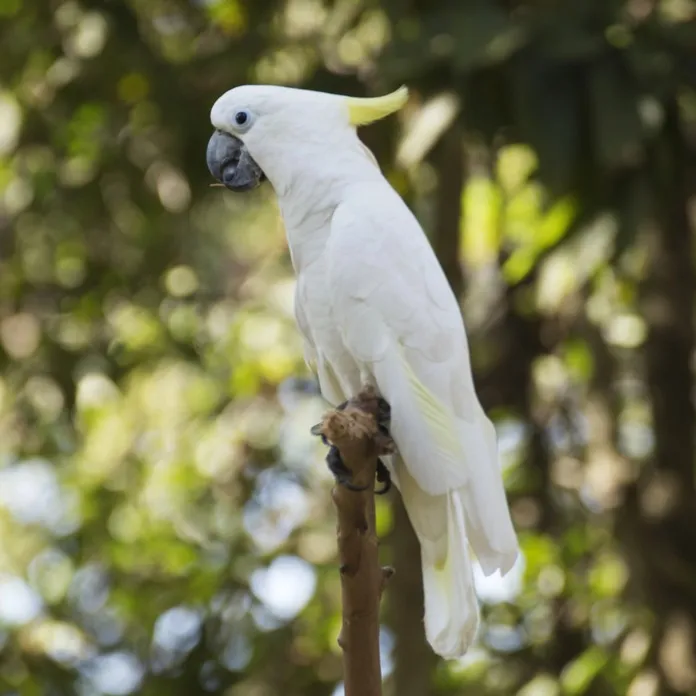 n umbrella cockatoo with white feathers and a yellow crest perches on a branch
