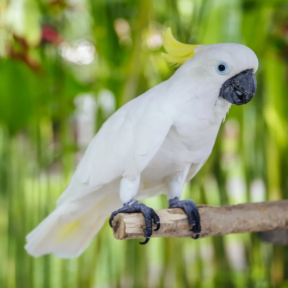 A white umbrella cockatoo with a yellow crest and blue eye ring perches on a bran