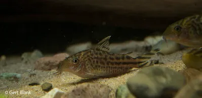 Robineaus Corydoras fish with dark stripes rests on sandy substrate near several small rocks