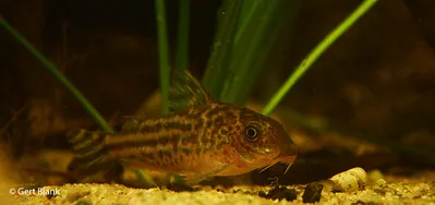 A Robineaus Corydoras fish with dark stripes rests on light sand green aquatic plants