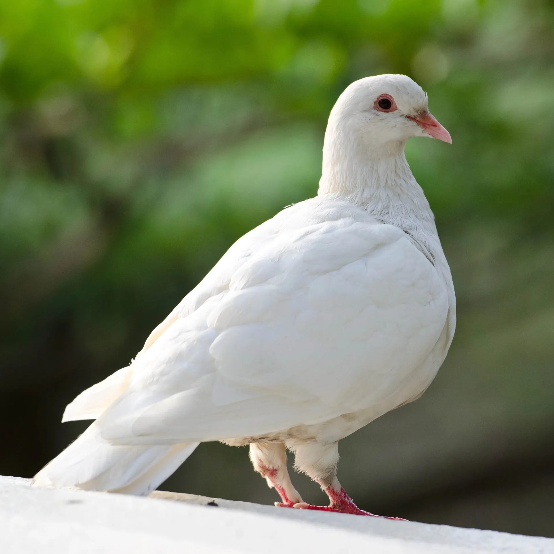 A pure white dove with red eyes and beak stands calmly against a blurred green background