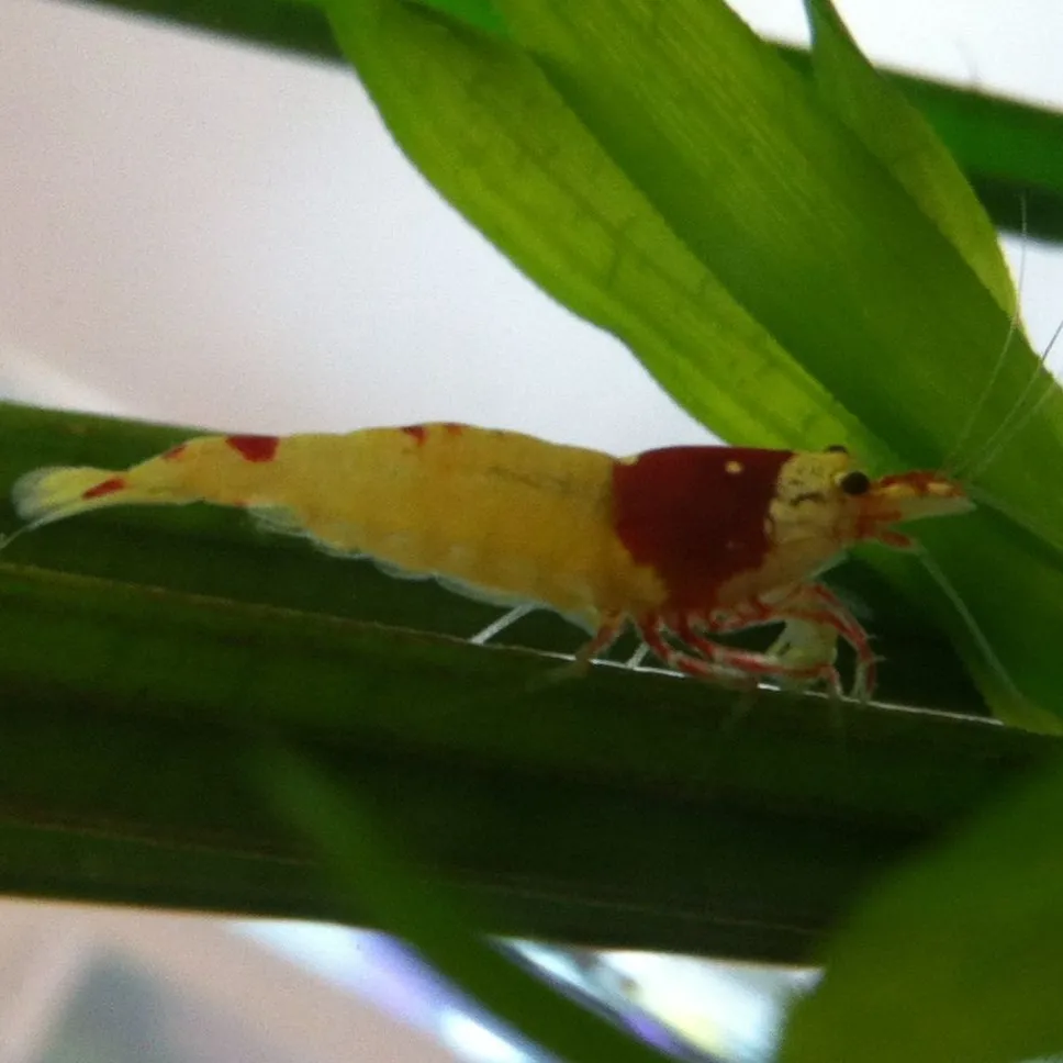 Red and yellow bee shrimp resting on a green aquatic plant leaf