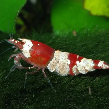 A vibrant red and white bee shrimp with intricate markings stands on a lush green aquatic plant