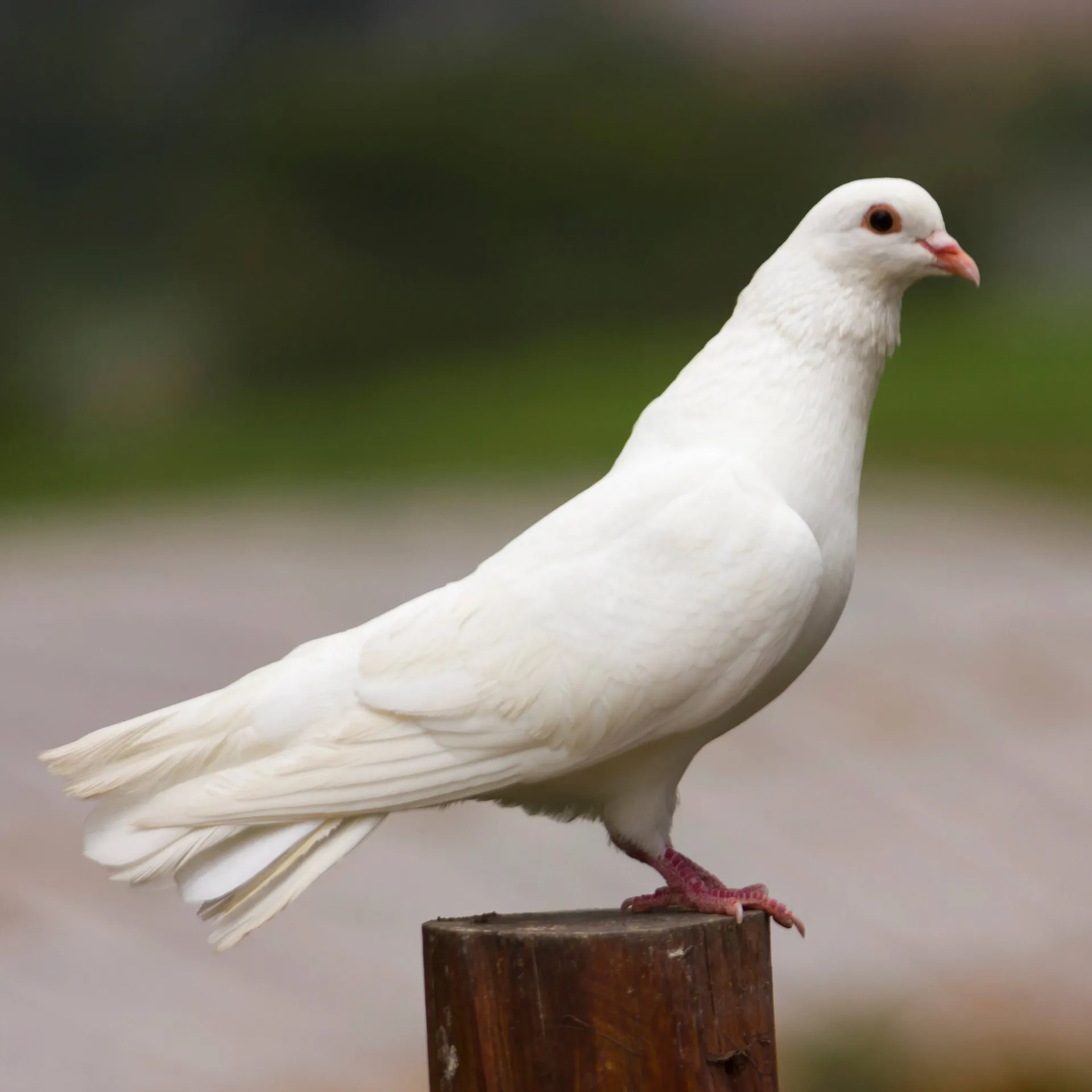 A pristine white dove with red eyes and beak stands on a brown wooden post facing right