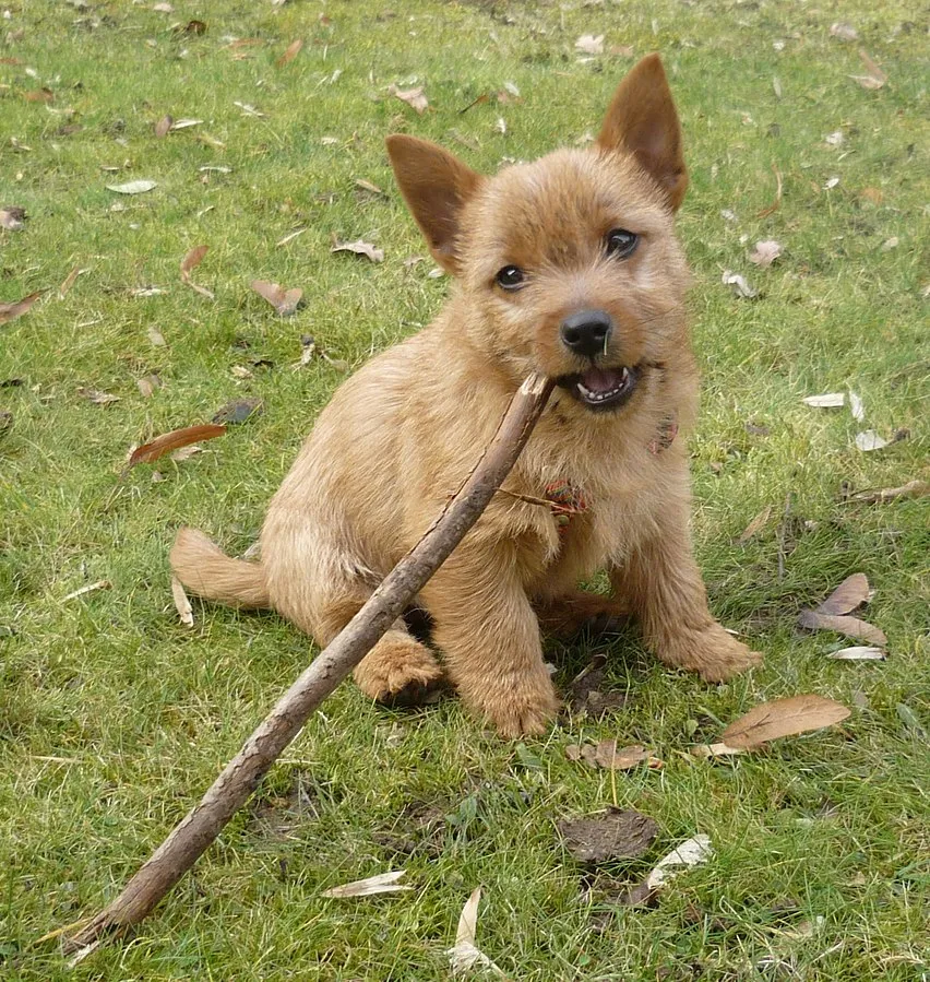 Small tan Norwich Terrier puppy with erect ears chews on a stick in the grass