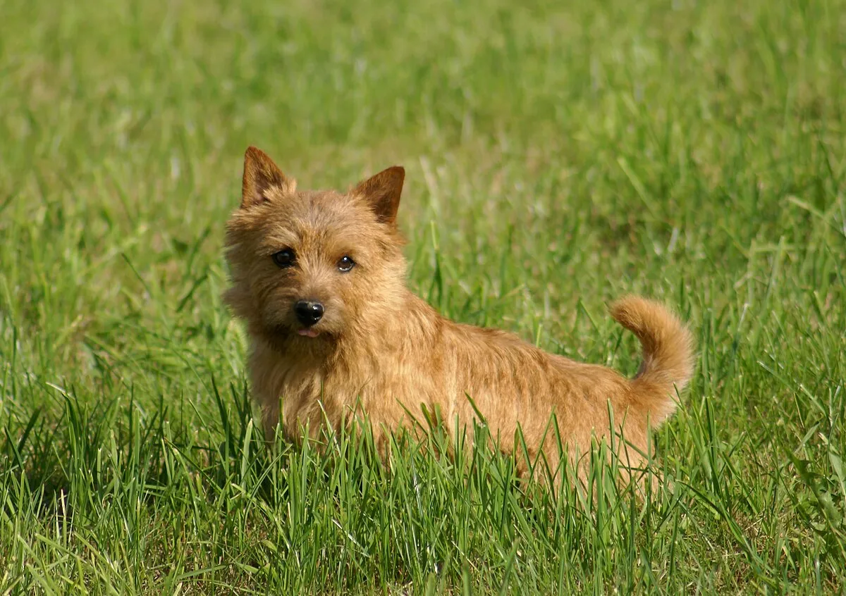 Small tan Norwich Terrier with erect ears sits in tall green grass looking forward