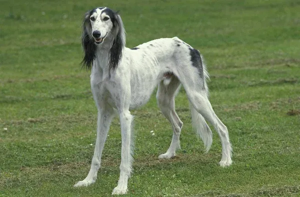 White Saluki with black feathered ears and markings stands panting on green grass
