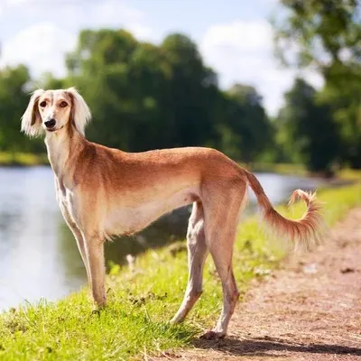 Tan Saluki with feathered ears and tail stands by a lake looking forward