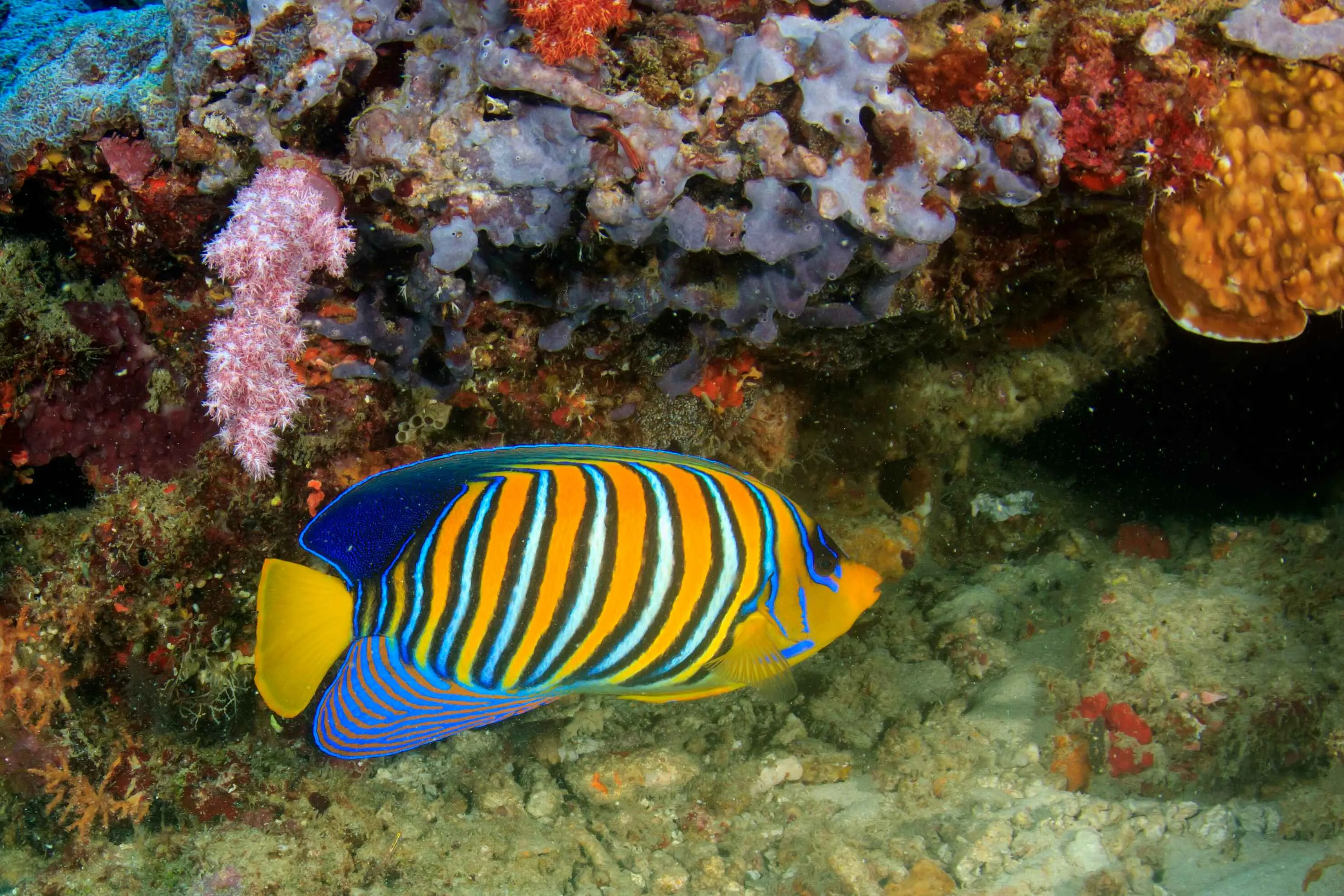 A stunning Regal Angelfish with orange white and black stripes under vibrant coral