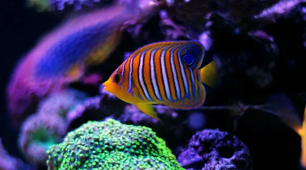 A beautiful Regal Angelfish with orange white and blue stripes swims in a colorful reef