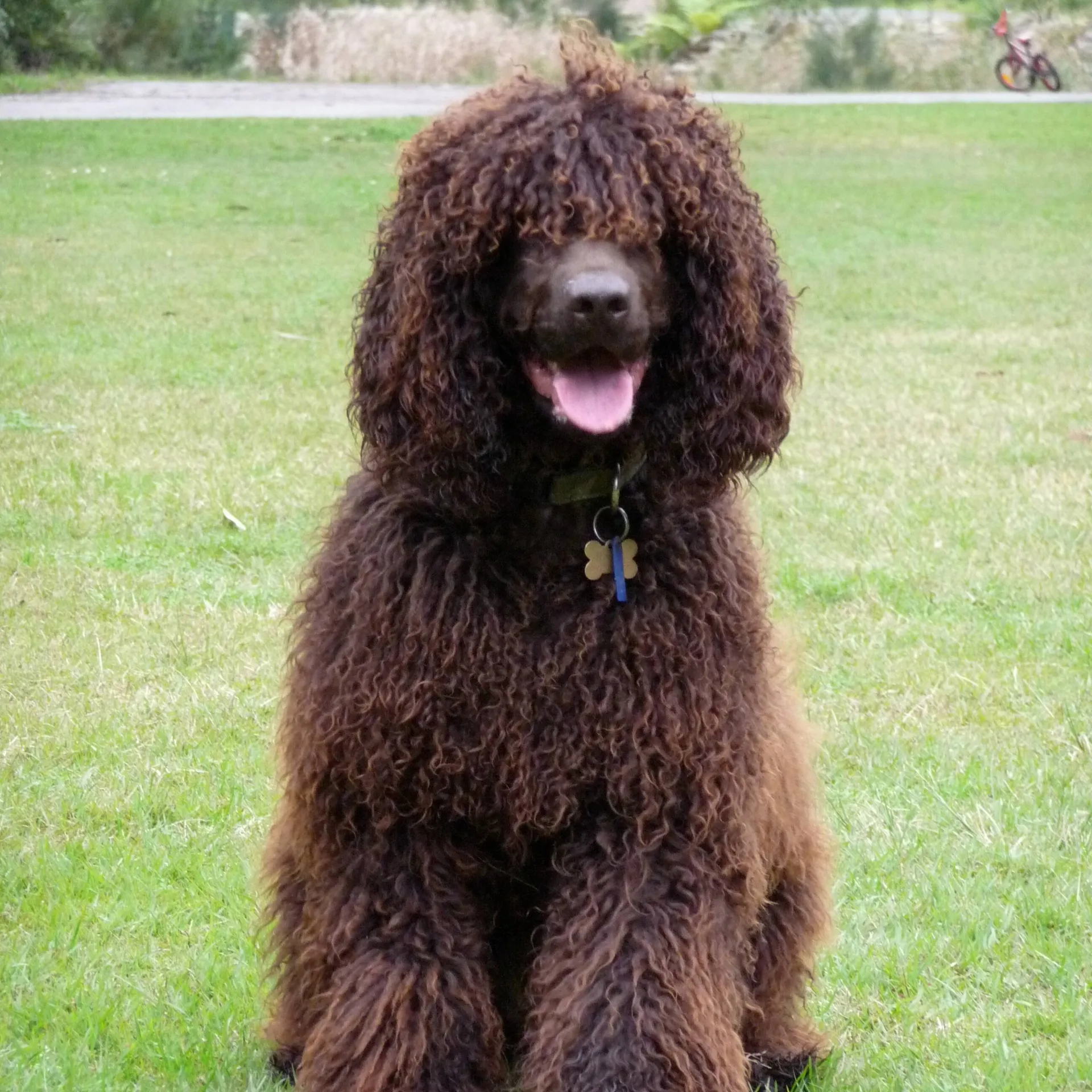 Brown Irish Water Spaniel with curly fur and floppy ears sits panting on green grass