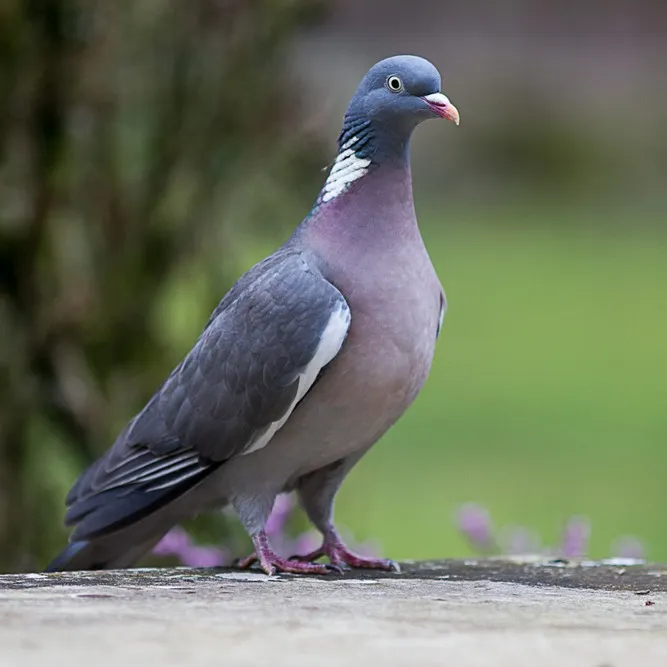 A grey wood pigeon with a white patch on its neck stands upright on a textured ledge