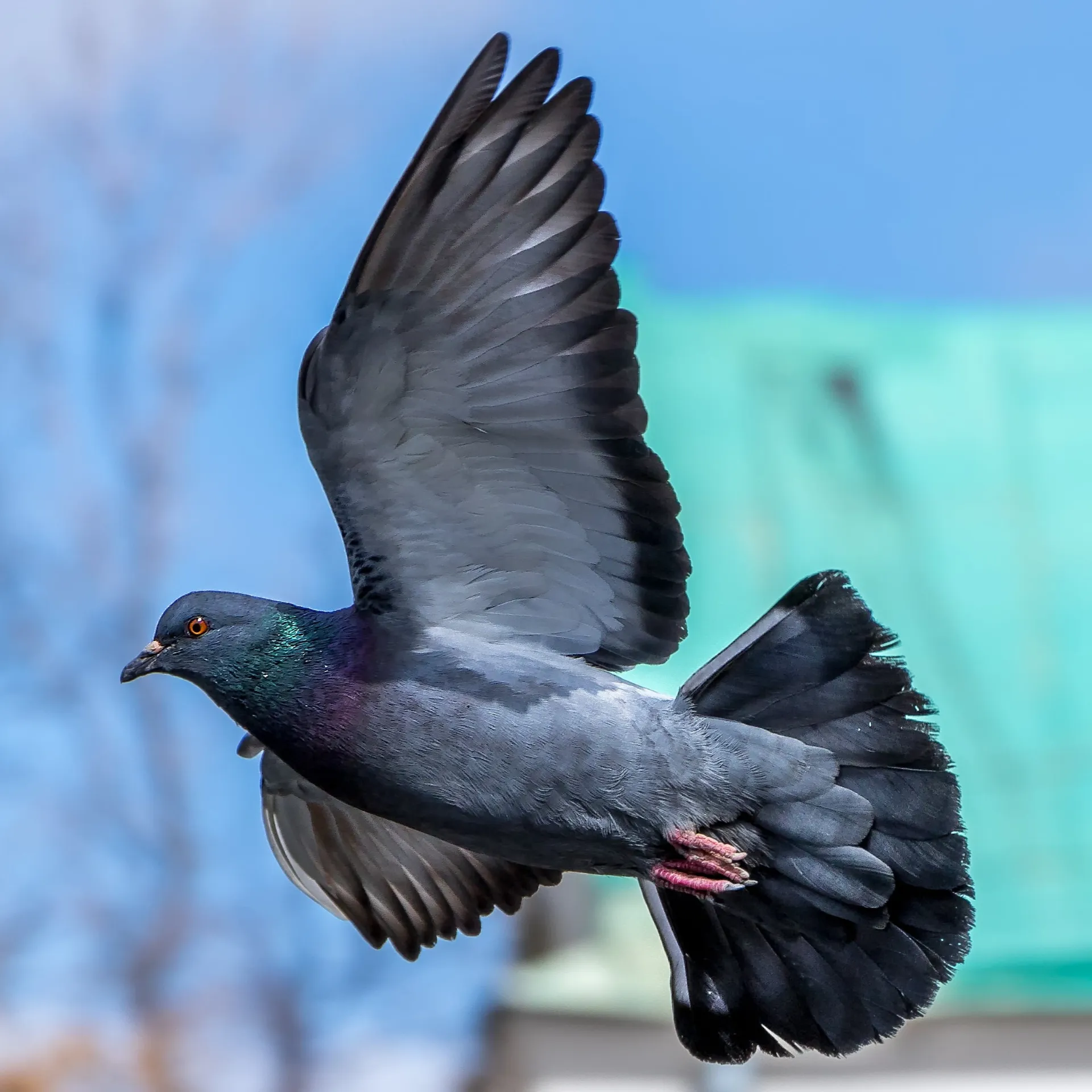 A gray pigeon is captured mid flight with wings fully extended against a clear blue sky