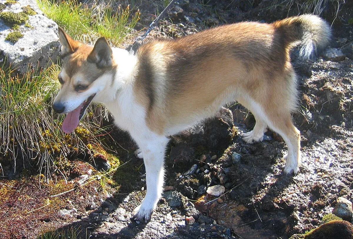 Tan and white Norwegian Lundehund with erect ears pants while standing on rocky ground