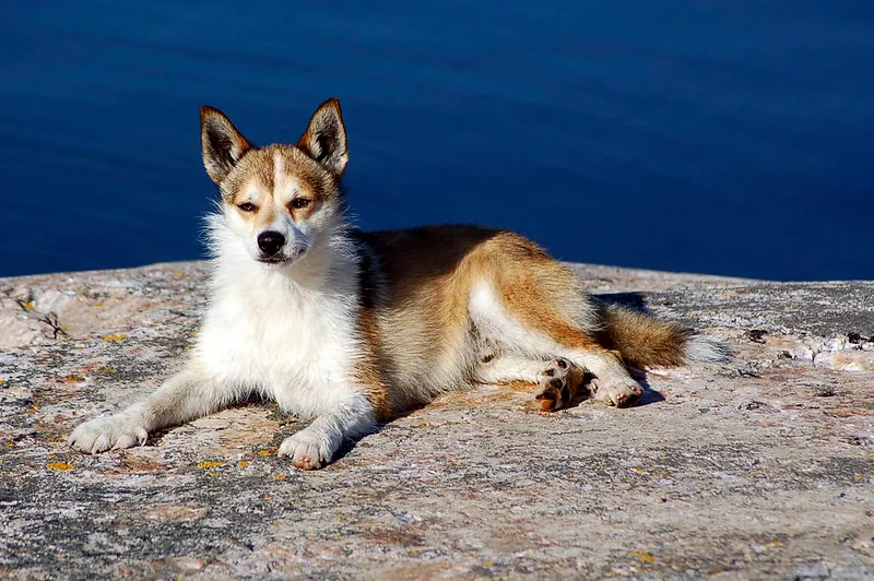 Tan and white Norwegian Lundehund with erect ears lies on a light rock surface