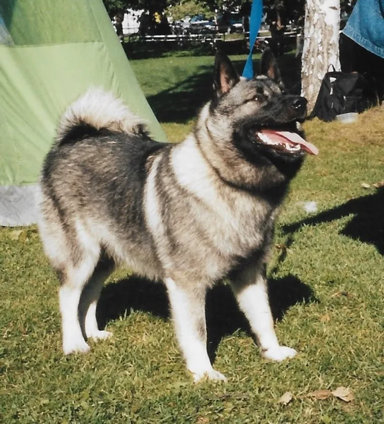 Gray and black Norwegian Elkhound with erect ears and curled tail stands panting on grass