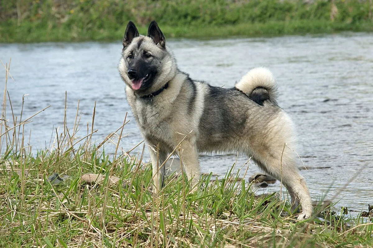 Gray and black Norwegian Elkhound with erect ears stands panting by a river