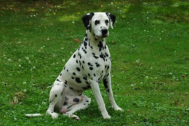 Black and white spotted Dalmatian dog sits on green grass looking forward