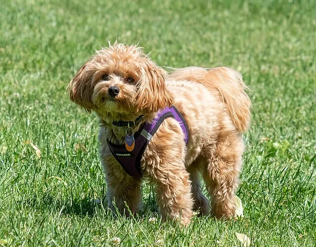 Light brown Maltipoo dog in purple harness stands on green grass