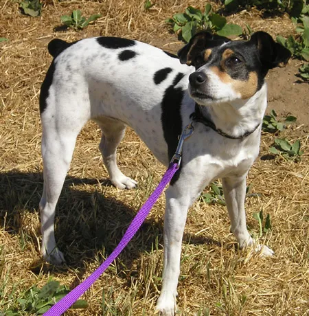 Tricolor Rat Terrier with erect ears on a purple leash stands on dry grass