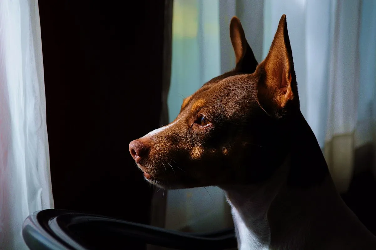 Profile of a brown white and tan Rat Terrier with erect ears looking left