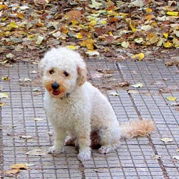 White Maltipoo dog sits on a patterned path with fall leaves behind