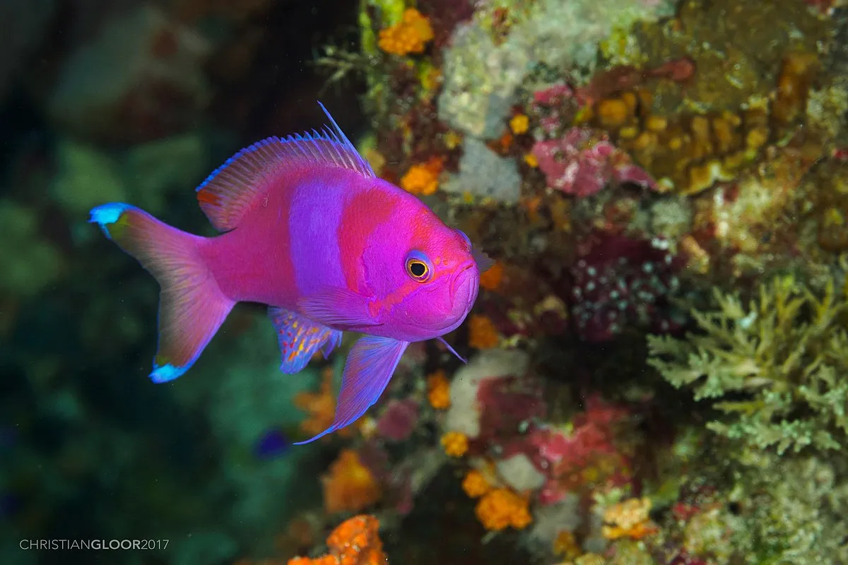 Squareback Anthias with vivid pink and purple hues swims near a colorful coral reef wall