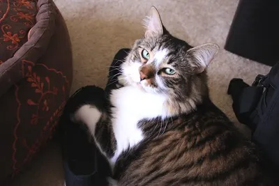 A fluffy tabby and white cat with green eyes lies comfortably