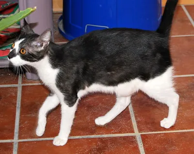 black and white bicolor cat with short legs and a long tail walks on brown tiled flooring