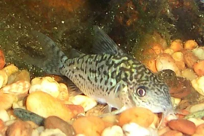 A Reticulated Corydoras fish with a dark patterned body rests on light and dark gravel