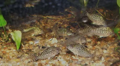 Several patterned Reticulated Corydoras fish on a substrate of small rocks and some plants